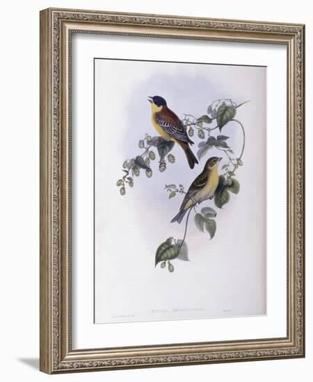 Black Headed Bunting-John Gould-Framed Giclee Print