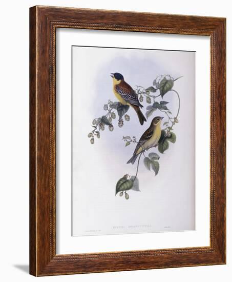 Black Headed Bunting-John Gould-Framed Giclee Print