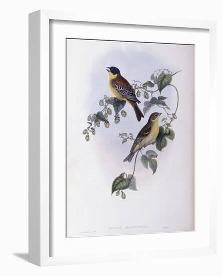 Black Headed Bunting-John Gould-Framed Giclee Print