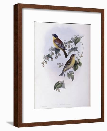 Black Headed Bunting-John Gould-Framed Giclee Print