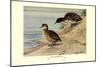 Black-Headed Duck-Louis Agassiz Fuertes-Mounted Art Print