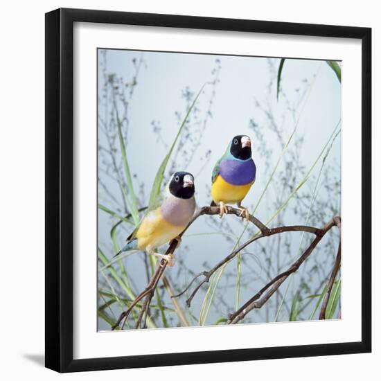 Black-Headed Gouldian Finch Pair-null-Framed Photographic Print