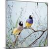 Black-Headed Gouldian Finch Pair-null-Mounted Photographic Print