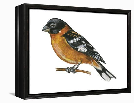 Black-Headed Grosbeak (Pheucticus Melanocephalus), Birds-Encyclopaedia Britannica-Framed Stretched Canvas