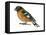 Black-Headed Grosbeak (Pheucticus Melanocephalus), Birds-Encyclopaedia Britannica-Framed Stretched Canvas