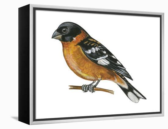 Black-Headed Grosbeak (Pheucticus Melanocephalus), Birds-Encyclopaedia Britannica-Framed Stretched Canvas