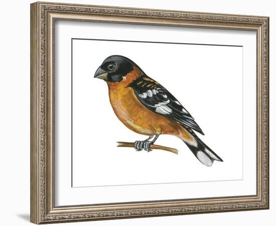 Black-Headed Grosbeak (Pheucticus Melanocephalus), Birds-Encyclopaedia Britannica-Framed Art Print