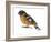 Black-Headed Grosbeak (Pheucticus Melanocephalus), Birds-Encyclopaedia Britannica-Framed Art Print