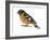 Black-Headed Grosbeak (Pheucticus Melanocephalus), Birds-Encyclopaedia Britannica-Framed Art Print