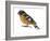 Black-Headed Grosbeak (Pheucticus Melanocephalus), Birds-Encyclopaedia Britannica-Framed Art Print