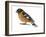 Black-Headed Grosbeak (Pheucticus Melanocephalus), Birds-Encyclopaedia Britannica-Framed Art Print