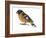 Black-Headed Grosbeak (Pheucticus Melanocephalus), Birds-Encyclopaedia Britannica-Framed Art Print