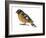 Black-Headed Grosbeak (Pheucticus Melanocephalus), Birds-Encyclopaedia Britannica-Framed Art Print