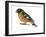 Black-Headed Grosbeak (Pheucticus Melanocephalus), Birds-Encyclopaedia Britannica-Framed Art Print