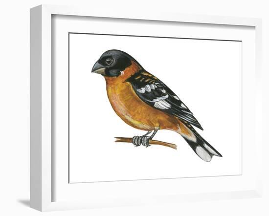 Black-Headed Grosbeak (Pheucticus Melanocephalus), Birds-Encyclopaedia Britannica-Framed Art Print