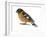 Black-Headed Grosbeak (Pheucticus Melanocephalus), Birds-Encyclopaedia Britannica-Framed Art Print