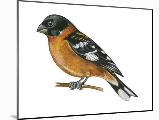 Black-Headed Grosbeak (Pheucticus Melanocephalus), Birds-Encyclopaedia Britannica-Mounted Art Print