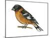 Black-Headed Grosbeak (Pheucticus Melanocephalus), Birds-Encyclopaedia Britannica-Mounted Art Print