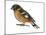 Black-Headed Grosbeak (Pheucticus Melanocephalus), Birds-Encyclopaedia Britannica-Mounted Art Print