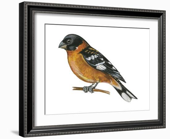 Black-Headed Grosbeak (Pheucticus Melanocephalus), Birds-Encyclopaedia Britannica-Framed Art Print