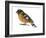 Black-Headed Grosbeak (Pheucticus Melanocephalus), Birds-Encyclopaedia Britannica-Framed Art Print