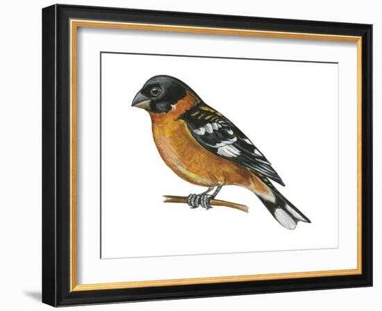 Black-Headed Grosbeak (Pheucticus Melanocephalus), Birds-Encyclopaedia Britannica-Framed Art Print