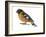 Black-Headed Grosbeak (Pheucticus Melanocephalus), Birds-Encyclopaedia Britannica-Framed Art Print