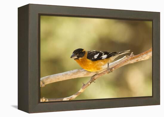 Black-Headed Grosbeak-Joe McDonald-Framed Premier Image Canvas