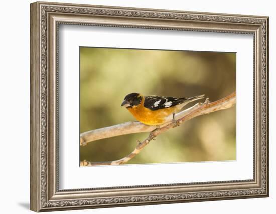 Black-Headed Grosbeak-Joe McDonald-Framed Photographic Print