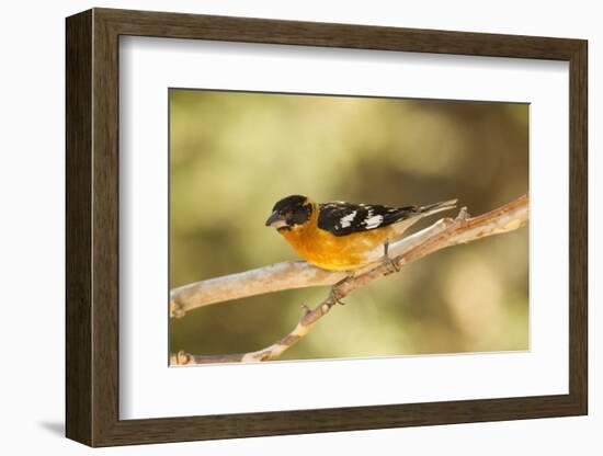 Black-Headed Grosbeak-Joe McDonald-Framed Photographic Print