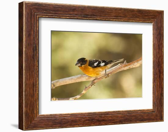 Black-Headed Grosbeak-Joe McDonald-Framed Photographic Print