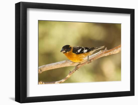 Black-Headed Grosbeak-Joe McDonald-Framed Photographic Print