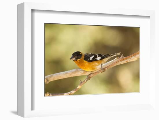 Black-Headed Grosbeak-Joe McDonald-Framed Photographic Print