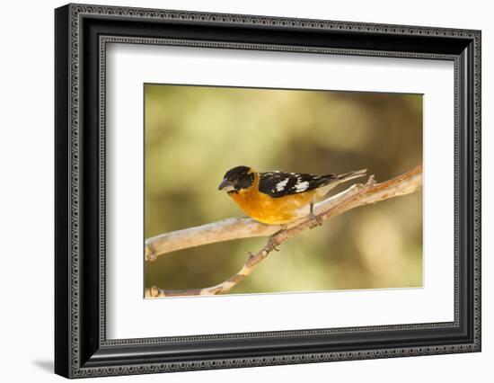 Black-Headed Grosbeak-Joe McDonald-Framed Photographic Print