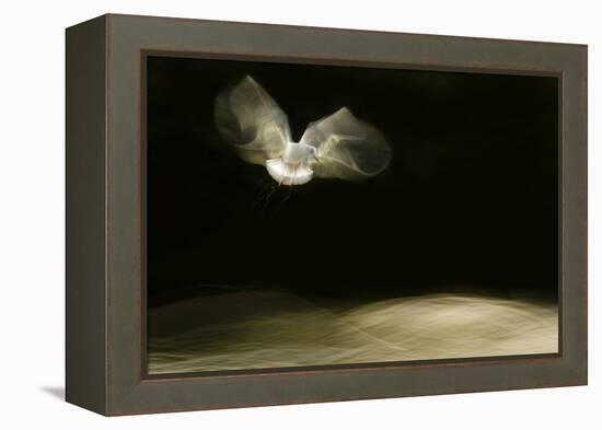 Black-Headed Gull (Chroicocephalus Ridibundus) in Flight, Cheshire, UK-Ben Hall-Framed Premier Image Canvas