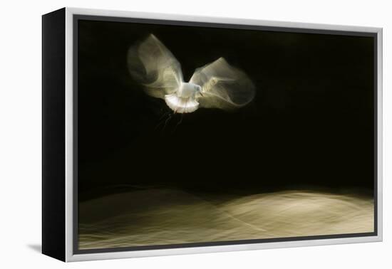 Black-Headed Gull (Chroicocephalus Ridibundus) in Flight, Cheshire, UK-Ben Hall-Framed Premier Image Canvas