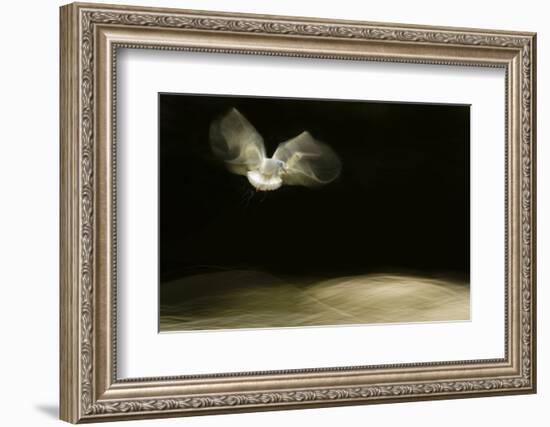 Black-Headed Gull (Chroicocephalus Ridibundus) in Flight, Cheshire, UK-Ben Hall-Framed Photographic Print