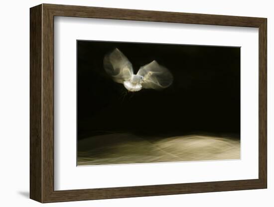 Black-Headed Gull (Chroicocephalus Ridibundus) in Flight, Cheshire, UK-Ben Hall-Framed Photographic Print