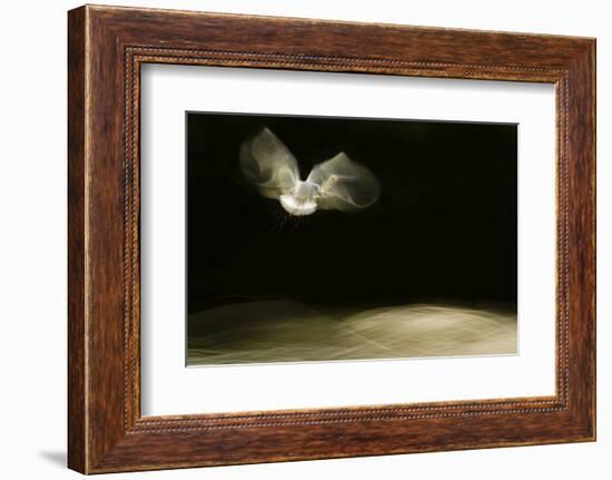 Black-Headed Gull (Chroicocephalus Ridibundus) in Flight, Cheshire, UK-Ben Hall-Framed Photographic Print