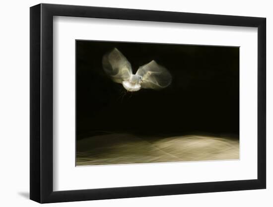 Black-Headed Gull (Chroicocephalus Ridibundus) in Flight, Cheshire, UK-Ben Hall-Framed Photographic Print