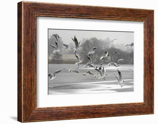 Black-headed gull flock flying, Wiltshire, UK-Nick Upton-Framed Photographic Print