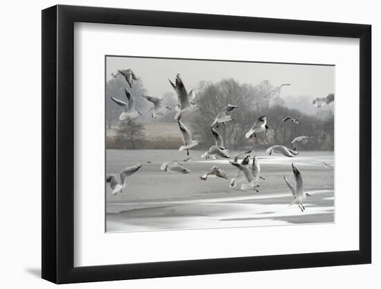 Black-headed gull flock flying, Wiltshire, UK-Nick Upton-Framed Photographic Print