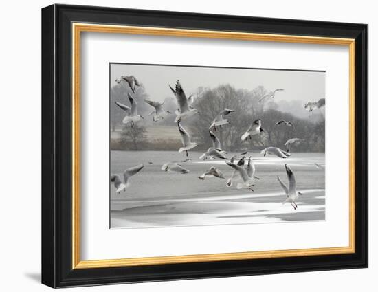 Black-headed gull flock flying, Wiltshire, UK-Nick Upton-Framed Photographic Print