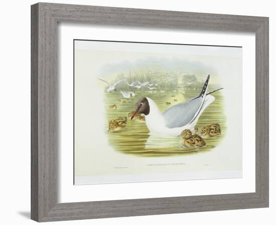 Black-Headed Gull (Larus Ridibundus), William Hart, H C Richter-John Gould-Framed Giclee Print