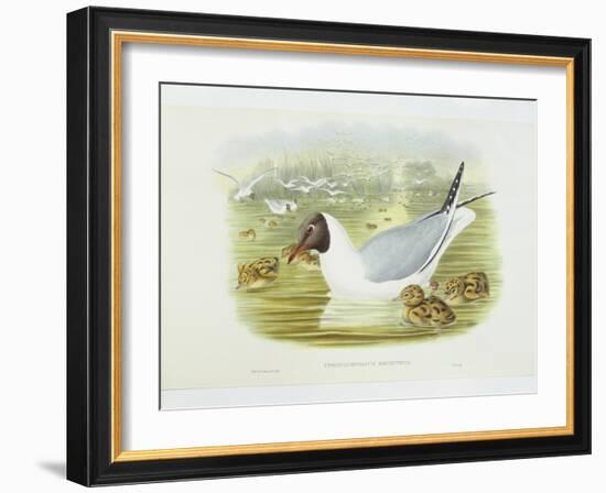 Black-Headed Gull (Larus Ridibundus), William Hart, H C Richter-John Gould-Framed Giclee Print