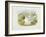 Black-Headed Gull (Larus Ridibundus), William Hart, H C Richter-John Gould-Framed Giclee Print