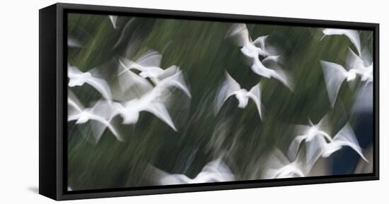 Black-Headed Gulls (Chroicocephalus Ridibundus) Abstract Of Group In Flight-Florian Möllers-Framed Premier Image Canvas