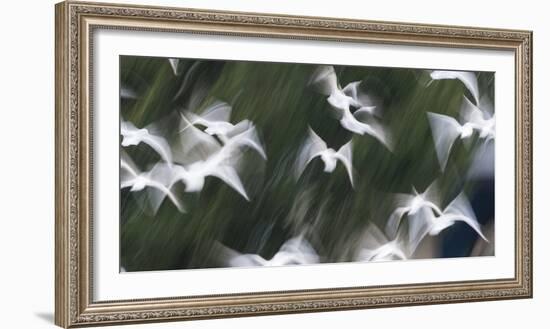 Black-Headed Gulls (Chroicocephalus Ridibundus) Abstract Of Group In Flight-Florian Möllers-Framed Photographic Print