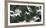 Black-Headed Gulls (Chroicocephalus Ridibundus) Abstract Of Group In Flight-Florian Möllers-Framed Photographic Print