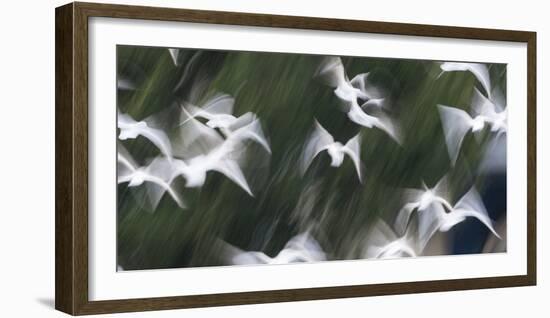 Black-Headed Gulls (Chroicocephalus Ridibundus) Abstract Of Group In Flight-Florian Möllers-Framed Photographic Print